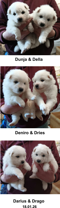 Dunja & Della Deniro & Dries Darius & Drago          18.01.26