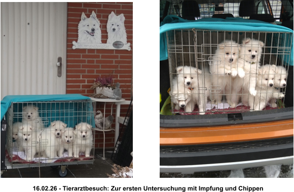 16.02.26 - Tierarztbesuch: Zur ersten Untersuchung mit Impfung und Chippen