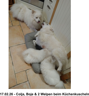 17.02.26 - Colja, Boje & 2 Welpen beim Küchenkuscheln