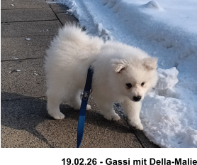 19.02.26 - Gassi mit Della-Malie