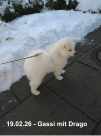 19.02.26 - Gassi mit Drago