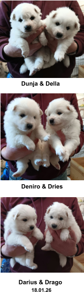 Dunja & Della Deniro & Dries Darius & Drago          18.01.26