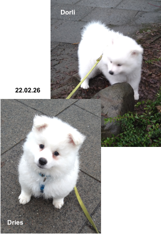 22.02.26 Dorli Dries