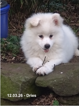 12.03.26 - Dries